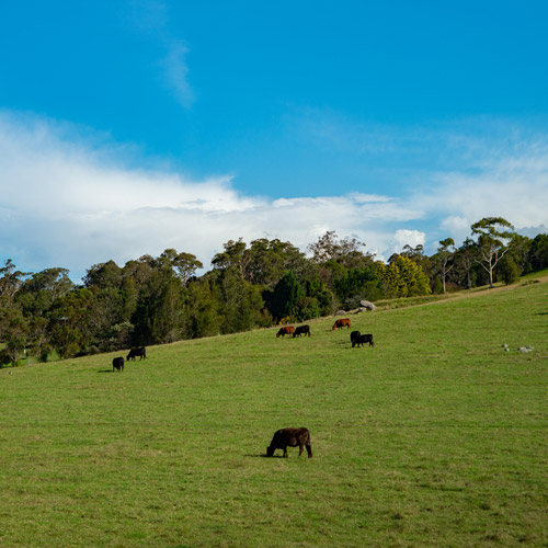 cows eating grass on rolling hills of south coast