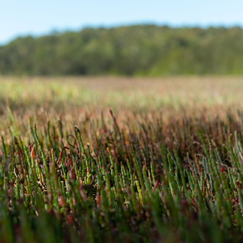 wetlands adjacent to the knoll moruya