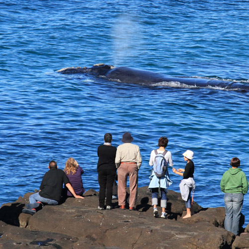 whale watching near South Broulee