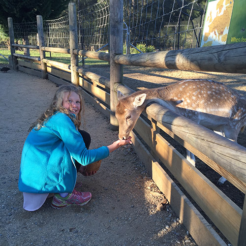 deer feeding at mogo zoo